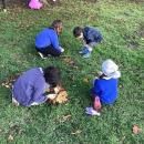 Forest schools